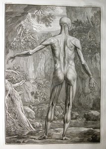 Albinus I, Pl. V: Lihakset, kuvitus artikkelista "Ihmiskehon luurankolihakset", Bernhard Siegfried Albinus (1697-1770), julkaisija J.undH. Verbeek, bibliop., Leiden, 1740 (kaiverrus)